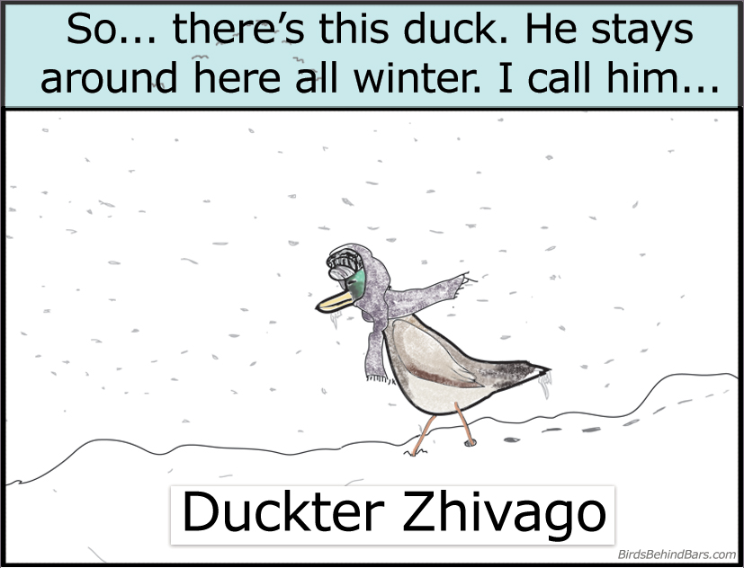 funny duck comic