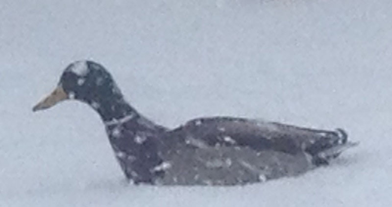 duck walking in snow